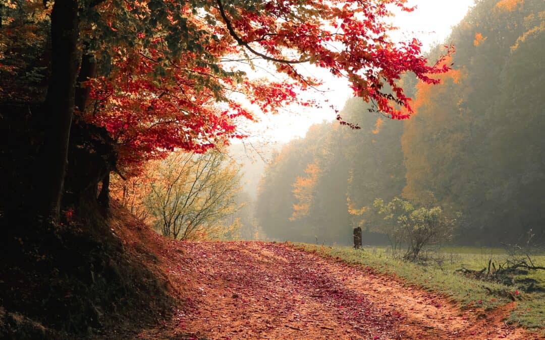 Poema – October 2025, Week 3