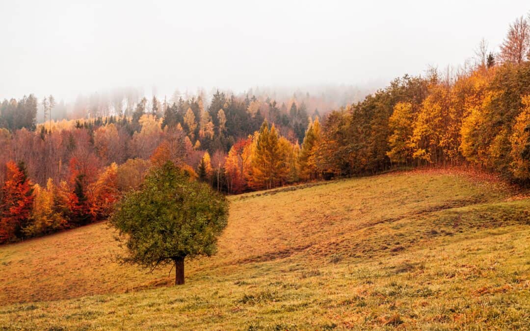 Poema – November 2025, Week 1