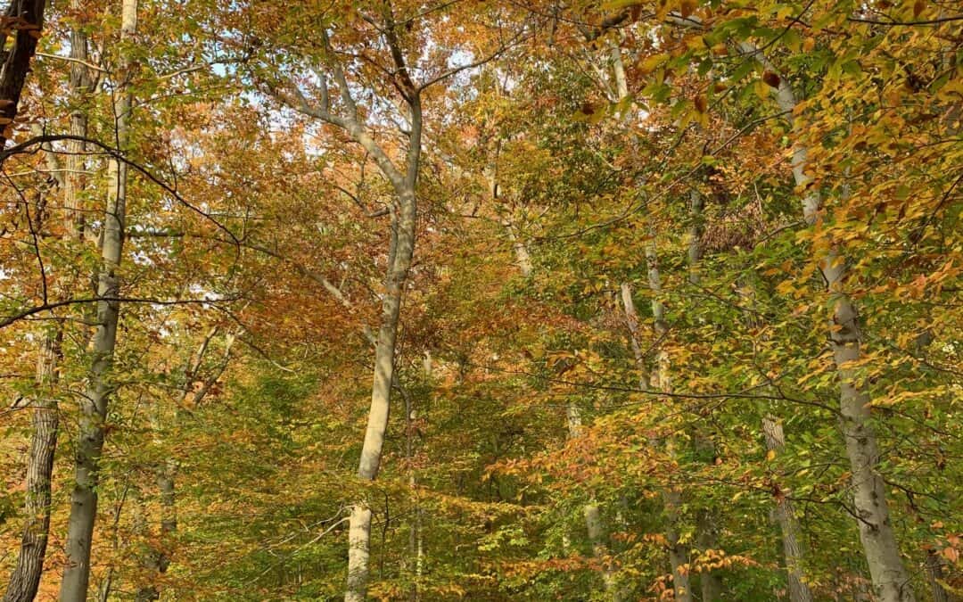 Poema – October 2025, Week 5
