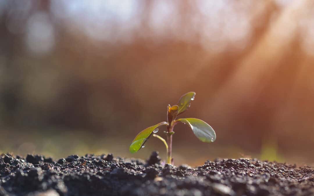 Poema – March 2026, Week 3