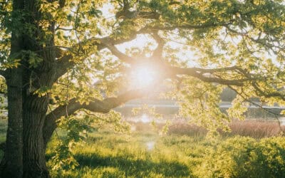 Poema – July 2026, Week 3
